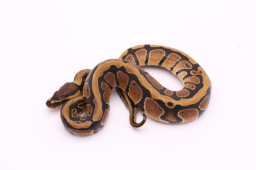 Africa import dinker ball python for sale