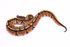 Africa import dinker ball python for sale