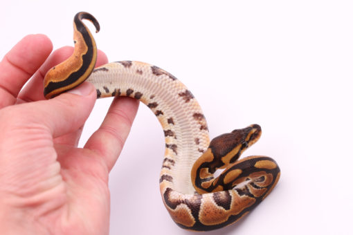 Africa import dinker ball python for sale