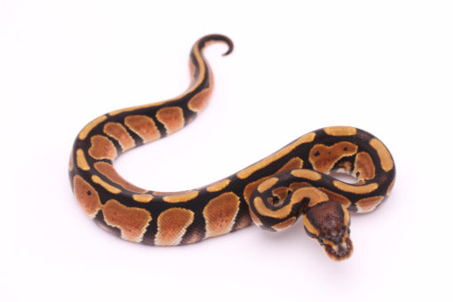 Africa import dinker ball python for sale