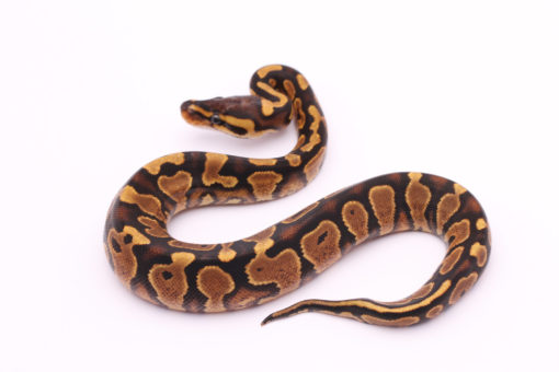 Africa import dinker ball python for sale