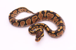 Africa import dinker ball python for sale