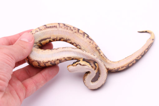 Africa import dinker ball python for sale