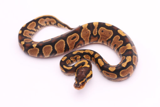 Africa import dinker ball python for sale