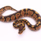 Africa import dinker ball python for sale