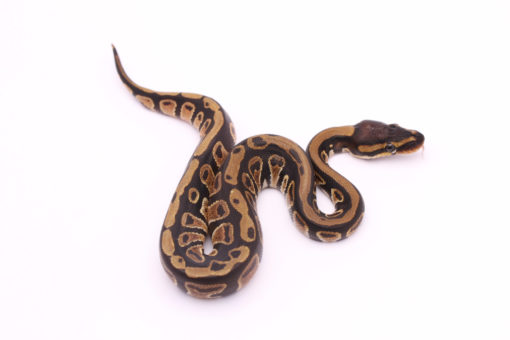 Africa import dinker ball python for sale