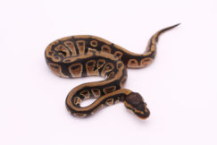 Africa import dinker ball python for sale
