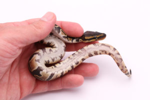 Africa import dinker ball python for sale