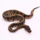 Africa import dinker ball python for sale