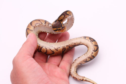 Africa import dinker ball python for sale