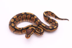 Africa import dinker ball python for sale