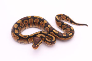 Africa import dinker ball python for sale