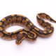 Africa import dinker ball python for sale