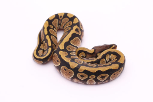 Africa import dinker ball python for sale