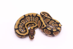 Africa import dinker ball python for sale