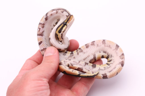 Africa import dinker ball python for sale