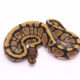 Africa import dinker ball python for sale