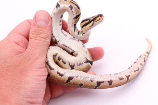 Africa import dinker ball python for sale