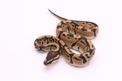 Africa import dinker ball python for sale