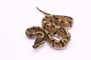 Africa import dinker ball python for sale