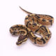 Africa import dinker ball python for sale