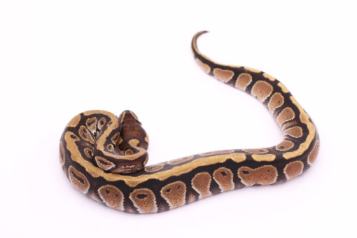 Africa import dinker ball python for sale