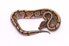 Africa import dinker ball python for sale