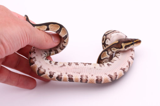 Africa import dinker ball python for sale