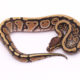 Africa import dinker ball python for sale