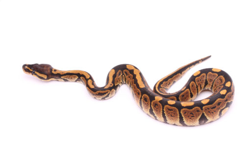 Africa import dinker ball python for sale