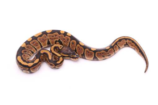 Africa import dinker ball python for sale
