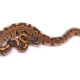 Africa import dinker ball python for sale