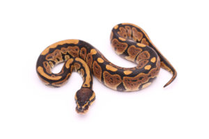 Africa import dinker ball python for sale