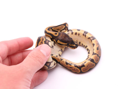Africa import dinker ball python for sale