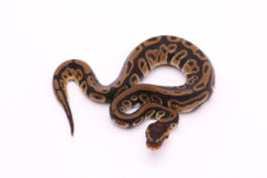 Africa import dinker ball python for sale