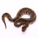 Africa import dinker ball python for sale