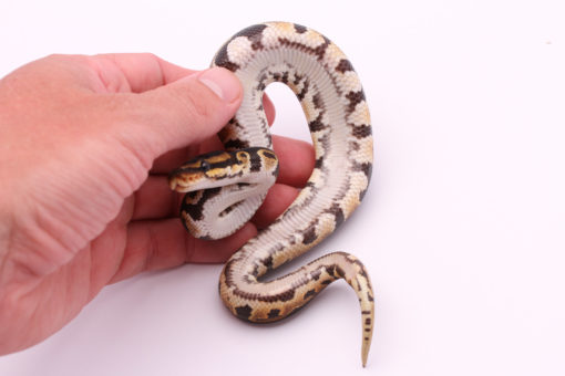 Africa import dinker ball python for sale