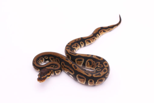 Africa import dinker ball python for sale