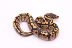 Africa import dinker ball python for sale