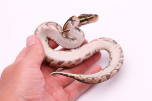 Africa import dinker ball python for sale