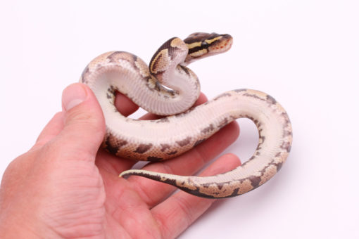 Africa import dinker ball python for sale