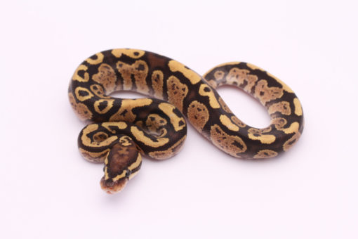 Africa import dinker ball python for sale