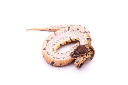 Africa import dinker ball python for sale