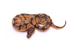 Africa import dinker ball python for sale