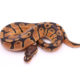Africa import dinker ball python for sale