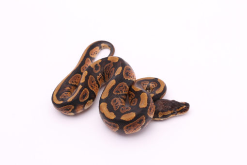 Africa import dinker ball python for sale