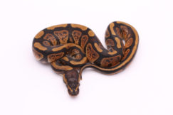 Africa import dinker ball python for sale