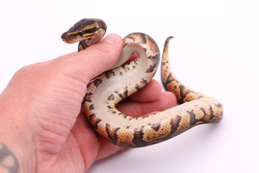 Africa import dinker ball python for sale
