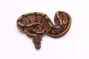 Africa import dinker ball python for sale