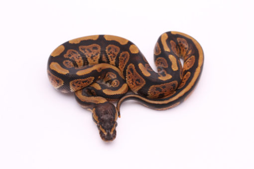 Africa import dinker ball python for sale